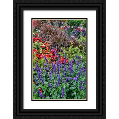 USA- Oregon. Cannon Beach Garden and path with Blue Salvia and reddish geraniums Black Ornate Wood Framed Art Print with Double Matting by Gulin, Darrell