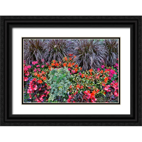 USA- Oregon. Cannon Beach Garden with orange New Guinea impatiens- grasses and reddish geraniums Black Ornate Wood Framed Art Print with Double Matting by Gulin, Darrell