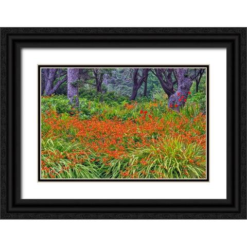 Usa-Oregon-Yachats Plantings Black Ornate Wood Framed Art Print with Double Matting by Looney, Hollice