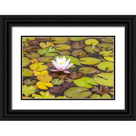 Usa-Oregon-Coos Bay Shore Acres State Park Black Ornate Wood Framed Art Print with Double Matting by Looney, Hollice