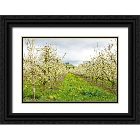 Hood River-Oregon-USA Apple orchard in blossom in the Fruit Loop area Black Ornate Wood Framed Art Print with Double Matting by Horton, Janet