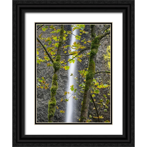 Oregon-Columbia River Gorge National Scenic Area-Latourell Falls and Big Leaf Maple trees Black Ornate Wood Framed Art Print with Double Matting by Wild, Jamie and Judy
