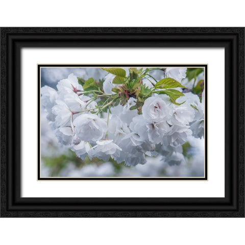 Oregon-Hood River Cherry blossoms Black Ornate Wood Framed Art Print with Double Matting by Tilley, Rob