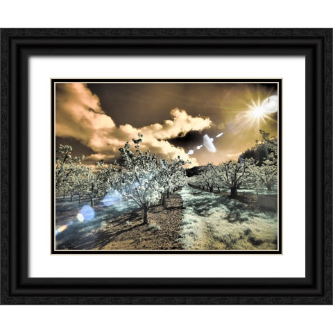 USA-Oregon-Columbia Gorge Infrared of light reflecting in spring apple orchard Black Ornate Wood Framed Art Print with Double Matting by Eggers, Terry