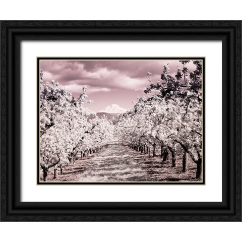 USA-Oregon-Columbia Gorge Infrared of Spring orchards and Mount Rainier Black Ornate Wood Framed Art Print with Double Matting by Eggers, Terry