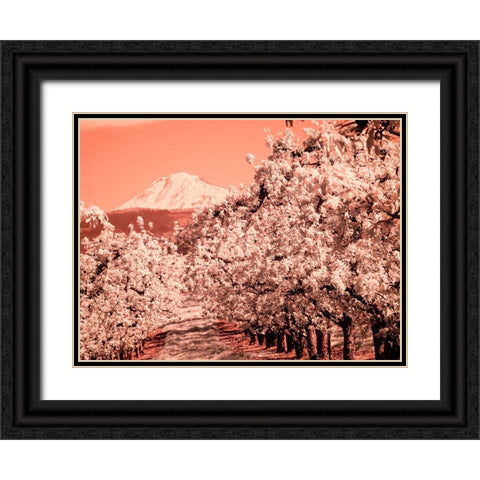 USA-Oregon-Columbia Gorge Infrared of Spring orchards and Mount Rainier Black Ornate Wood Framed Art Print with Double Matting by Eggers, Terry