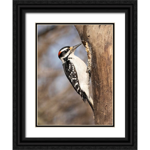 Hairy Woodpecker- Pennsylvania- USA Black Ornate Wood Framed Art Print with Double Matting by McDonald, Joe and Maryann