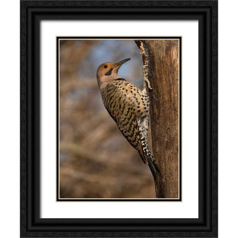 Northern Flicker- Pennsylvania- USA Black Ornate Wood Framed Art Print with Double Matting by McDonald, Joe and Maryann