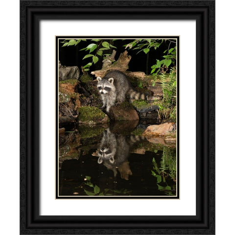Raccoon- Pennsylvania- USA Black Ornate Wood Framed Art Print with Double Matting by McDonald, Joe and Maryann