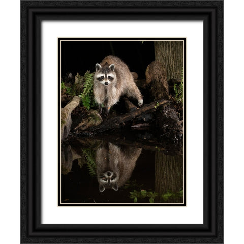 Raccoon- Pennsylvania- USA Black Ornate Wood Framed Art Print with Double Matting by McDonald, Joe and Maryann
