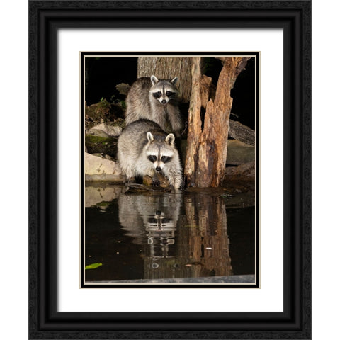 Raccoon- Pennsylvania- USA Black Ornate Wood Framed Art Print with Double Matting by McDonald, Joe and Maryann