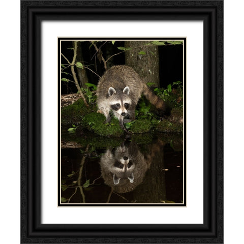 Raccoon- Pennsylvania- USA Black Ornate Wood Framed Art Print with Double Matting by McDonald, Joe and Maryann