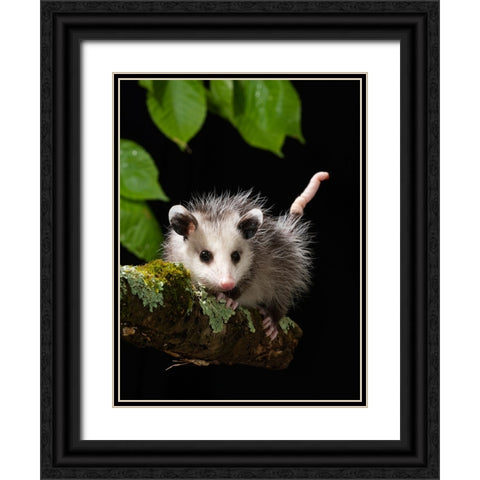 Virginia Opossum- Pennsylvania- USA. Black Ornate Wood Framed Art Print with Double Matting by McDonald, Joe and Maryann