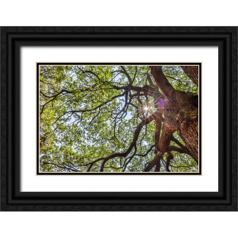 Usa-South Carolina-Charleston Black Ornate Wood Framed Art Print with Double Matting by Looney, Hollice