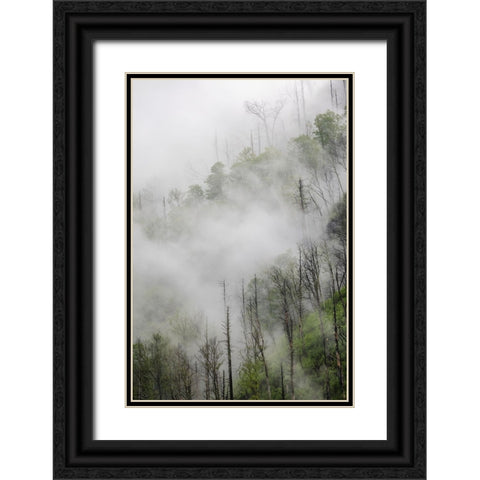 Fog drifting through black burned trees on mountain side-Great Smoky Mountains National Park Black Ornate Wood Framed Art Print with Double Matting by Jones, Adam
