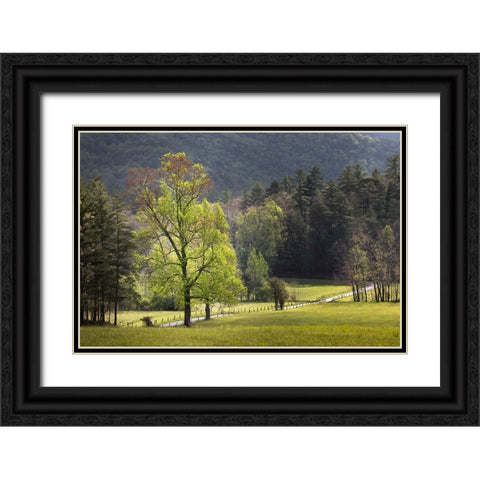 Loop road through Cades Cove passing beneath trees-Great Smoky Mountains National Park Black Ornate Wood Framed Art Print with Double Matting by Jones, Adam