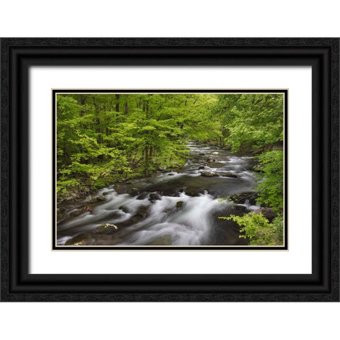 Spring view of forest along Middle Prong of Little Pigeon River-Great Smoky Mountains National Park Black Ornate Wood Framed Art Print with Double Matting by Jones, Adam