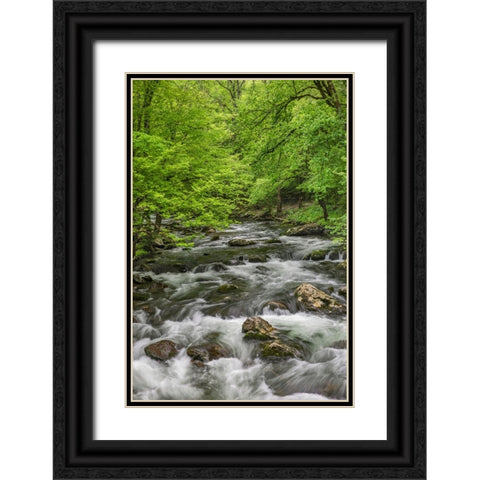 Spring view of forest along Middle Prong of Little Pigeon River-Great Smoky Mountains National Park Black Ornate Wood Framed Art Print with Double Matting by Jones, Adam
