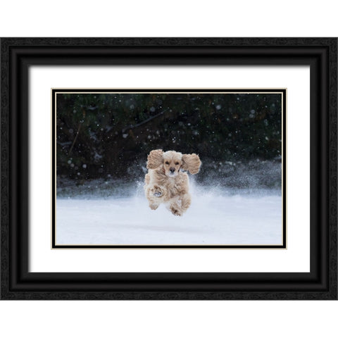USA- Tennessee. Cocker spaniel running in the snow. Black Ornate Wood Framed Art Print with Double Matting by Jaynes Gallery