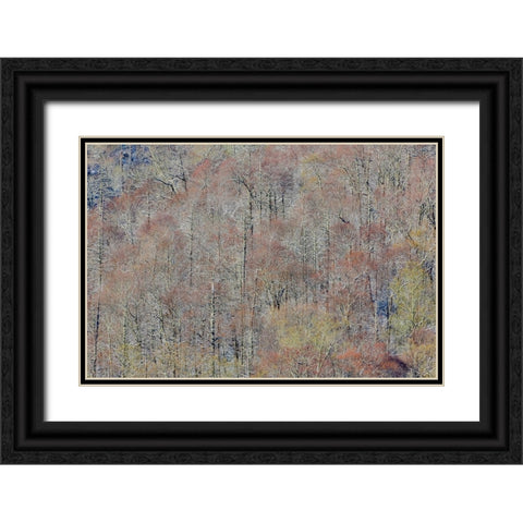 USA- Tennessee. Great Smoky Mountains National Park with late springtime snow Black Ornate Wood Framed Art Print with Double Matting by Gulin, Darrell