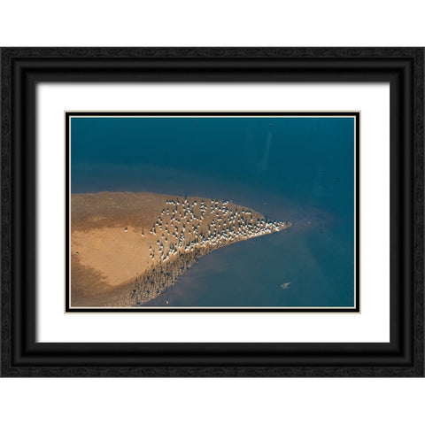 USA-Tennessee White pelicans and cormorants creating patterns Black Ornate Wood Framed Art Print with Double Matting by Drury, Trish