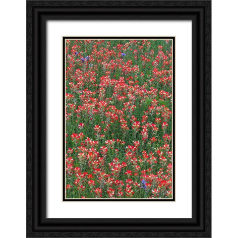 Meadow of red Texas Paintbrush and Purple-head Sneezeweed and Spiderwort flowers Black Ornate Wood Framed Art Print with Double Matting by Jones, Adam