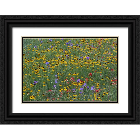 Meadow of red Texas Paintbrush and Purple-head Sneezeweed and Spiderwort flowers Black Ornate Wood Framed Art Print with Double Matting by Jones, Adam