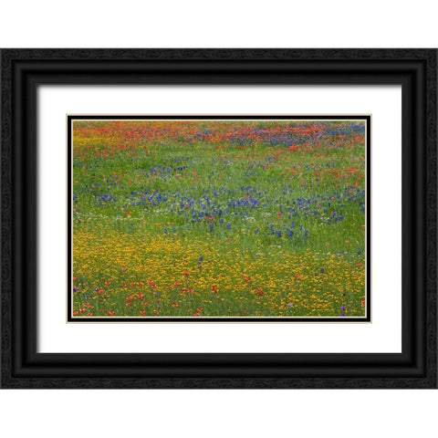 Meadow of red Texas Paintbrush and Purple-head Sneezeweed and bluebonnets Black Ornate Wood Framed Art Print with Double Matting by Jones, Adam