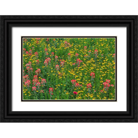 Meadow of red Texas Paintbrush and Purple-head Sneezeweed-Texas hill country-near Marble Falls Black Ornate Wood Framed Art Print with Double Matting by Jones, Adam