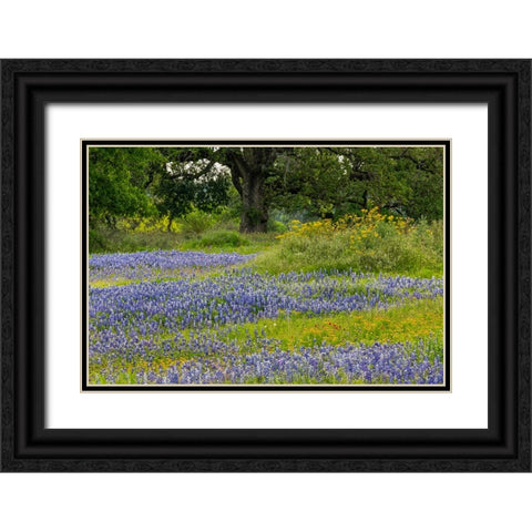 Texas bluebonnets-blanket flower and live oak in meadow-Texas Hill Country-near Marble Falls-Texas Black Ornate Wood Framed Art Print with Double Matting by Jones, Adam