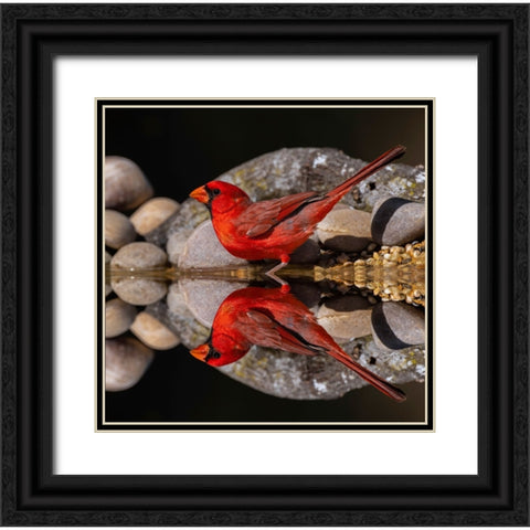 Northern Cardinal and mirror reflection on small pond Rio Grande Valley-Texas Black Ornate Wood Framed Art Print with Double Matting by Jones, Adam