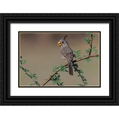 Pyrrhuloxia-Rio Grande Valley-Texas Black Ornate Wood Framed Art Print with Double Matting by Jones, Adam