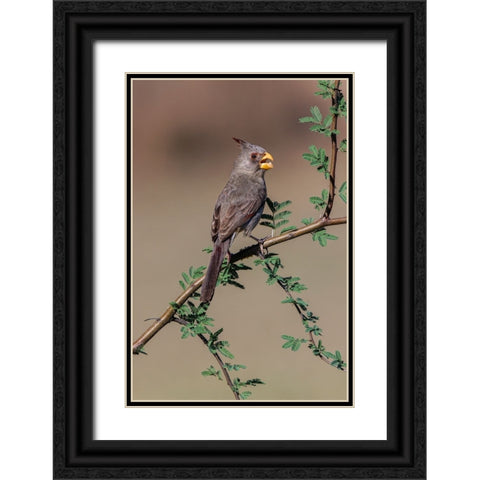 Pyrrhuloxia-Rio Grande Valley-Texas Black Ornate Wood Framed Art Print with Double Matting by Jones, Adam