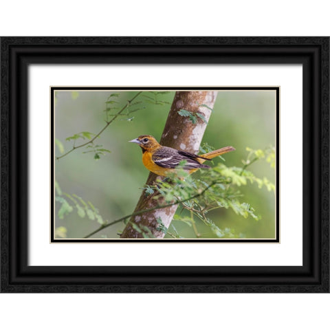 Female Orchard oriole-South Padre Island-Texas Black Ornate Wood Framed Art Print with Double Matting by Jones, Adam