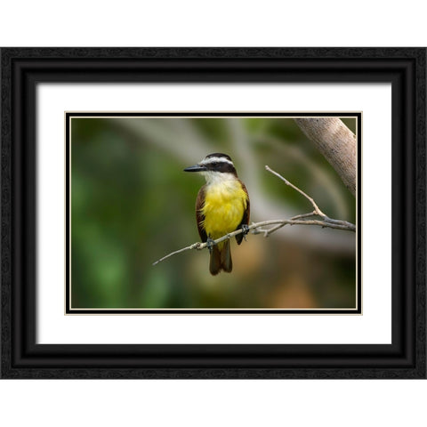 Great kiskadee-South Padre Island-Texas Black Ornate Wood Framed Art Print with Double Matting by Jones, Adam