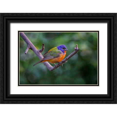 Male Painted bunting South Padre Island-Texas Black Ornate Wood Framed Art Print with Double Matting by Jones, Adam