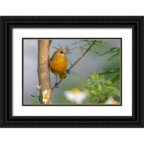 Female Orchard oriole-South Padre Island-Texas Black Ornate Wood Framed Art Print with Double Matting by Jones, Adam