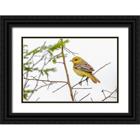 Female Northern oriole-Icterus galbula-Baltimore oriole-South Padre Island-Texas Black Ornate Wood Framed Art Print with Double Matting by Jones, Adam