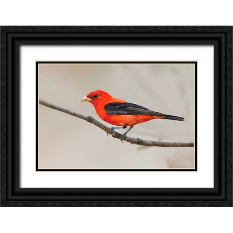 Scarlet tanager-South Padre Island-Texas Black Ornate Wood Framed Art Print with Double Matting by Jones, Adam