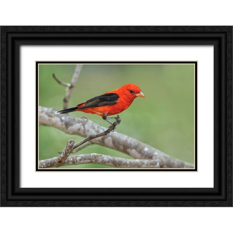 Scarlet tanager-Rio Grande Valley-Texas Black Ornate Wood Framed Art Print with Double Matting by Jones, Adam