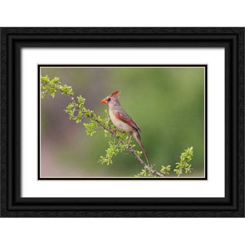 Female Northern Cardinal Rio Grande Valley-Texas Black Ornate Wood Framed Art Print with Double Matting by Jones, Adam