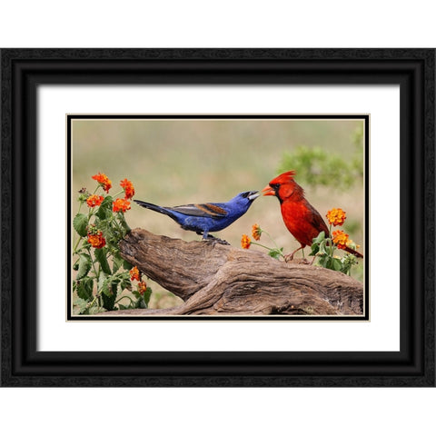 Blue grosbeak and male Northern cardinal fighting Rio Grande Valley-Texas Black Ornate Wood Framed Art Print with Double Matting by Jones, Adam