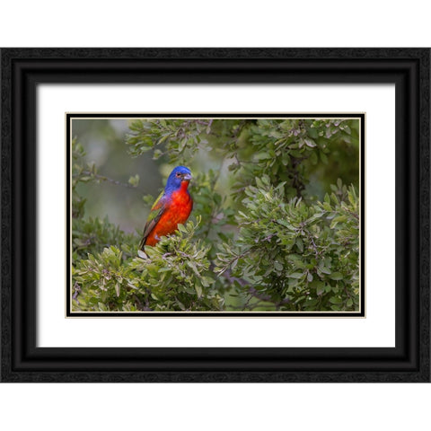 Painted bunting Rio Grande Valley-Texas Black Ornate Wood Framed Art Print with Double Matting by Jones, Adam