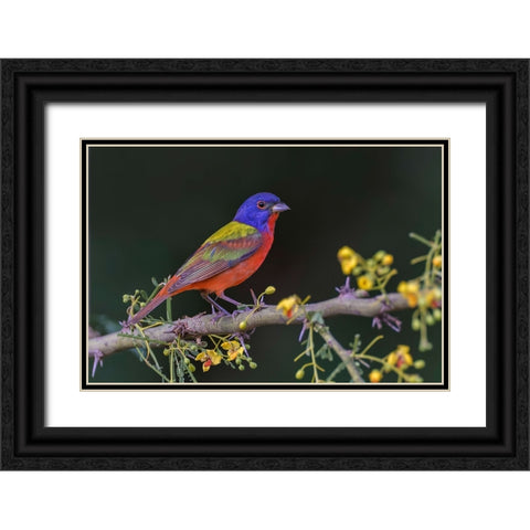 Male Painted bunting Rio Grande Valley-Texas Black Ornate Wood Framed Art Print with Double Matting by Jones, Adam