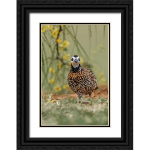 Male Bobwhite-Rio Grande Valley-Texas Black Ornate Wood Framed Art Print with Double Matting by Jones, Adam