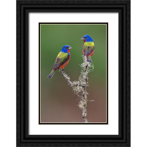 Pair of male Painted buntings Rio Grande Valley-Texas Black Ornate Wood Framed Art Print with Double Matting by Jones, Adam