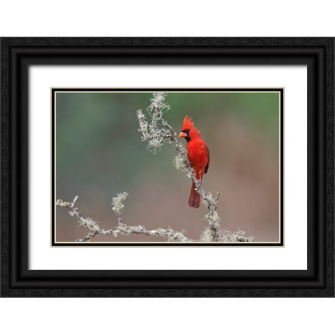 Male Northern Cardinal Rio Grande Valley-Texas Black Ornate Wood Framed Art Print with Double Matting by Jones, Adam