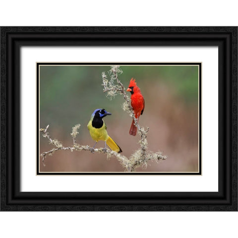 Male Northern Cardinal Rio Grande Valley-Texas Black Ornate Wood Framed Art Print with Double Matting by Jones, Adam