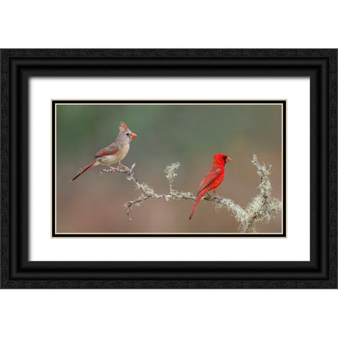 Male and female Northern Cardinals Rio Grande Valley-Texas Black Ornate Wood Framed Art Print with Double Matting by Jones, Adam