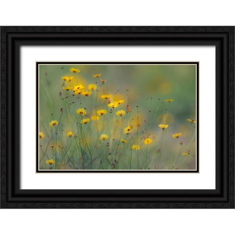 Soft focus view of coreopsis flowers-Rio Grande Valley-Texas Black Ornate Wood Framed Art Print with Double Matting by Jones, Adam
